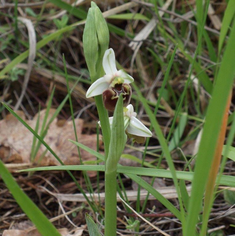 Costa Pelata - Ophrys Scolopax