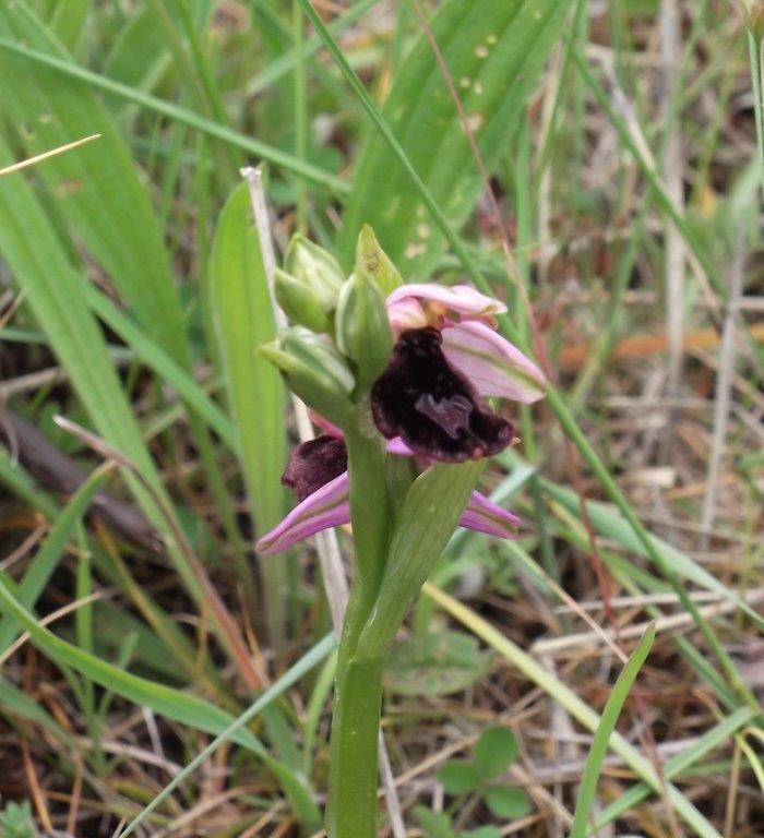 Costa Pelata - Ophrys flavicans