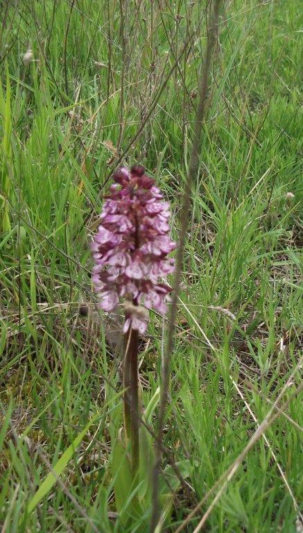 Costa Pelata - Orchidea maggiore