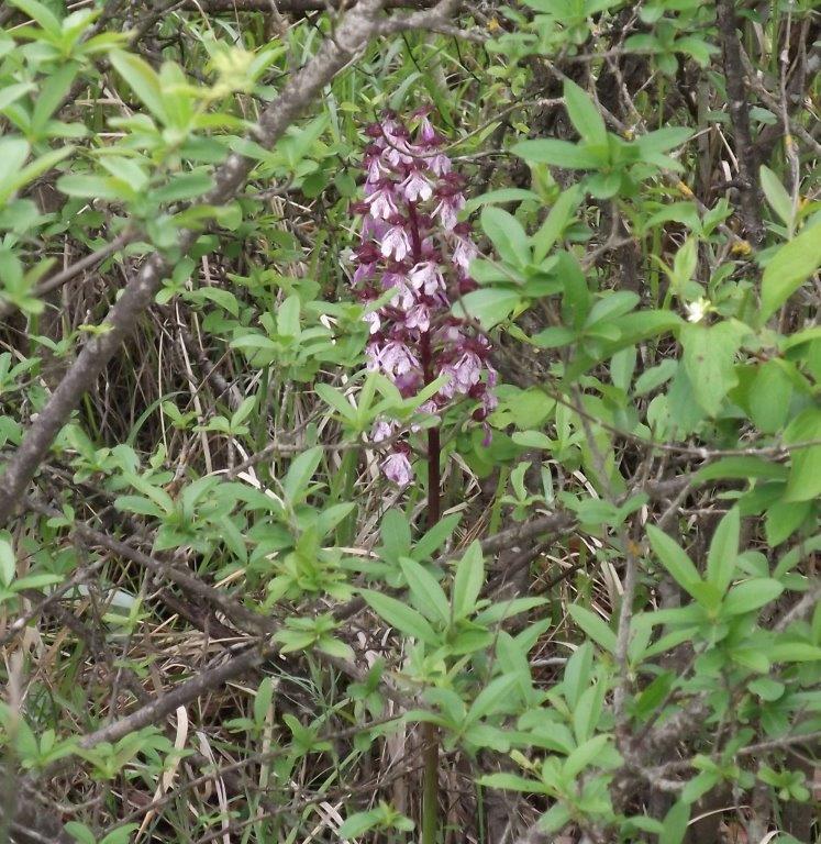 Costa Pelata - Orchis purpurea
