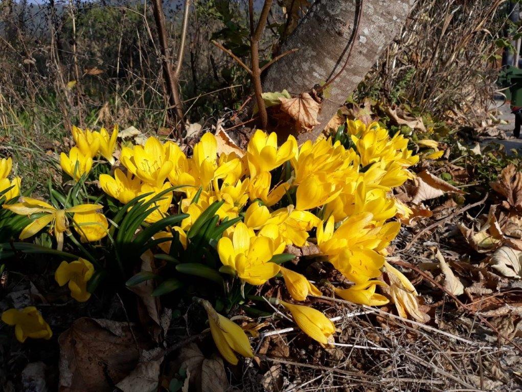 Zafferanastro giallo o Sternbergia Lutea